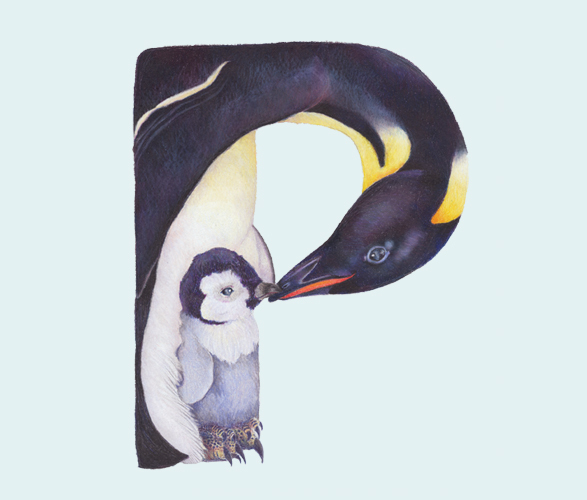 © Casey Girard http://www.behance.net/gallery/Animals-in-Alphabet/1863451