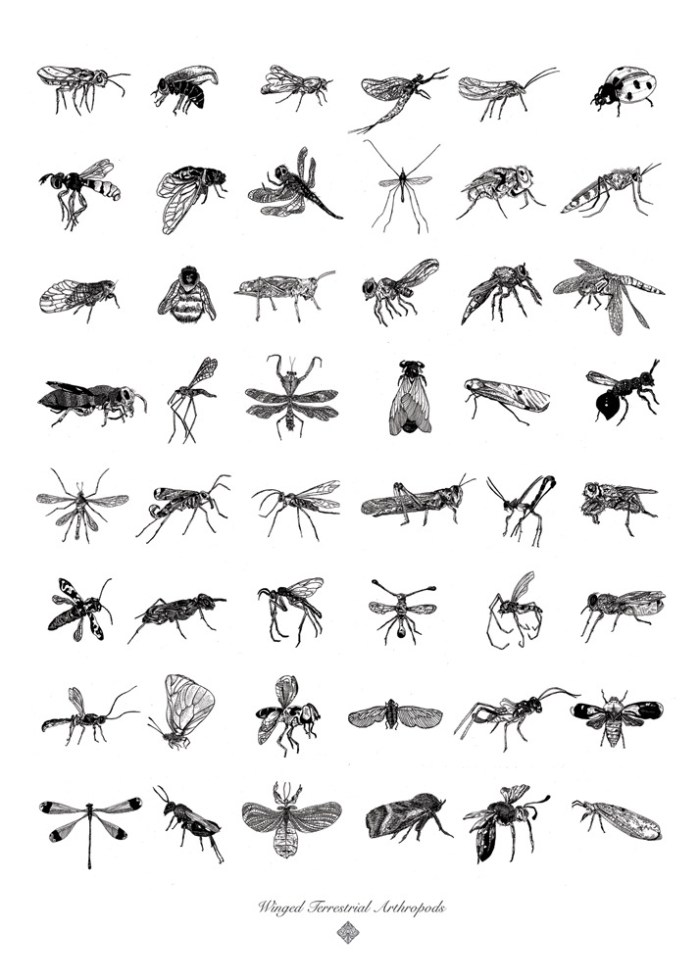 winged_insect_posterCR