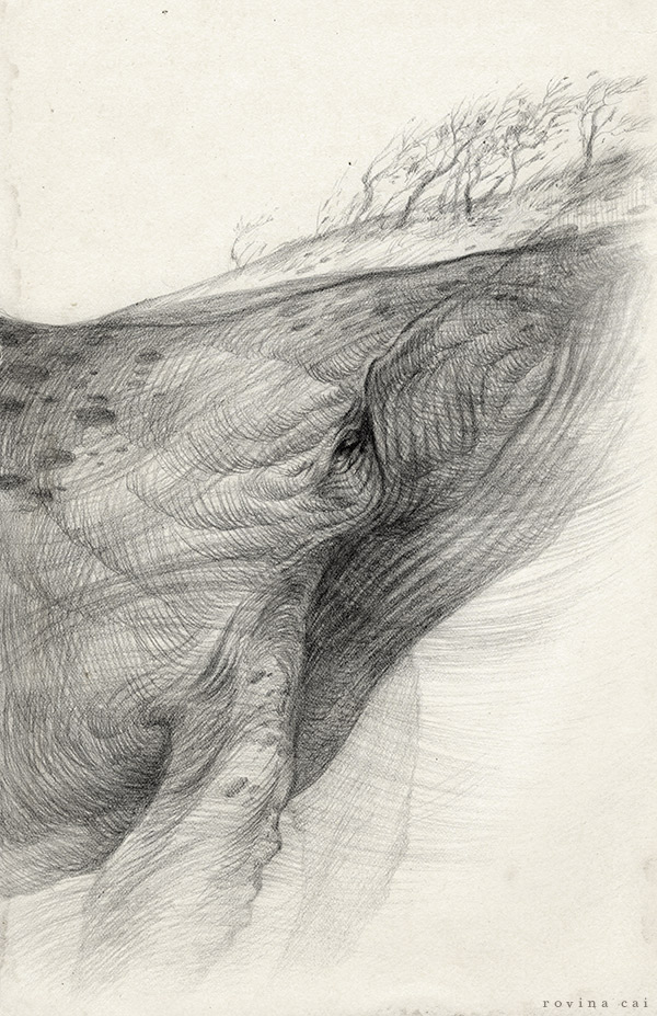 rovinacai_aspidochelone